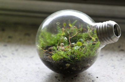 Light Bulb Terrarium DIY Ideas