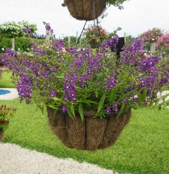 Create a Stunning Look with Hanging Basket Plants